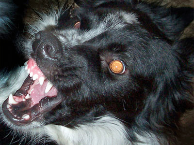 Chaz Border collie ayant l'air agressif