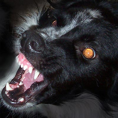 AGRESSIVITÉ - chien agressif montrant les dents