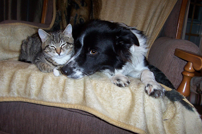 Phychologie chien et chat