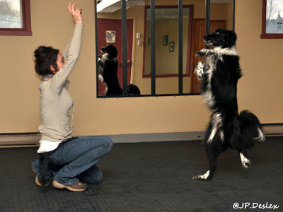 border collie freestyle canin à Magog