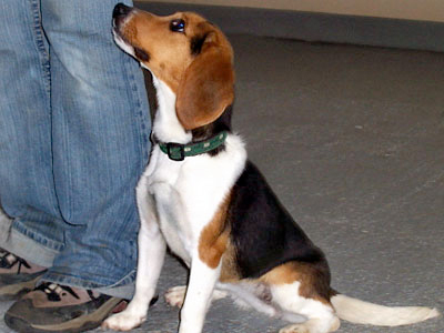 dressage beagle Estrie