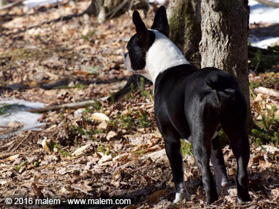 Boston Terrier en forêt