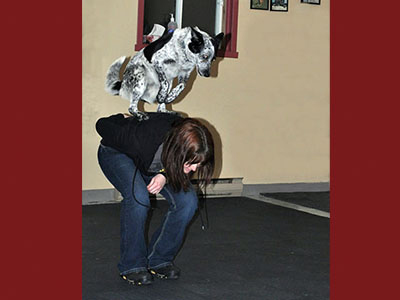 cours freestyle canin Magog