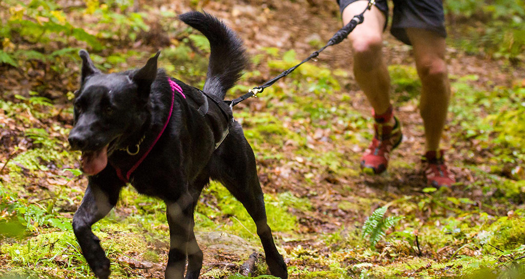 SPORT TRACTÉ : CANICROSS - chien qui court dans la forêt avec un harnais devant son entraineur
